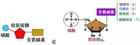 执业兽医动物生物化学知识点-核酸的功能与分析技术