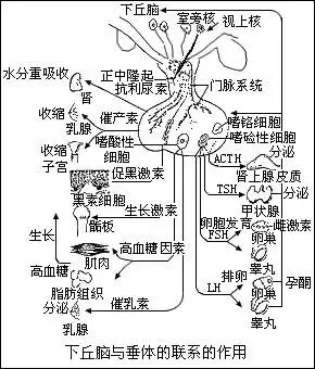 执业兽医师动物生理学复习整理内分泌